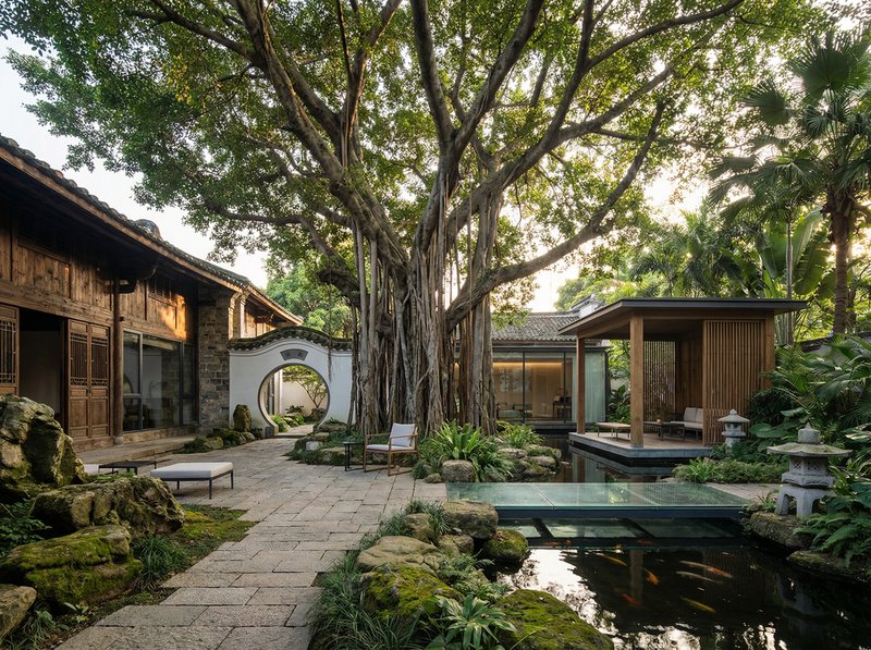 看片古榕树纪录片视频